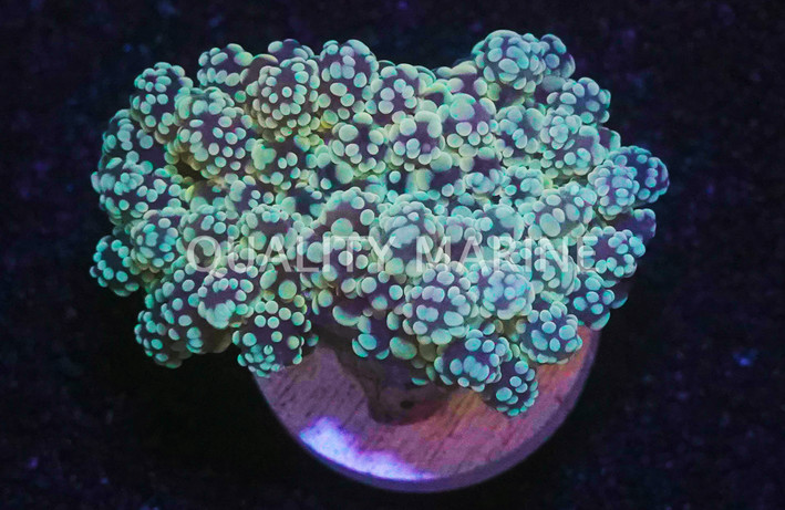 Grape Cristata, Black tentacles w/ Orange Tips :: 88823