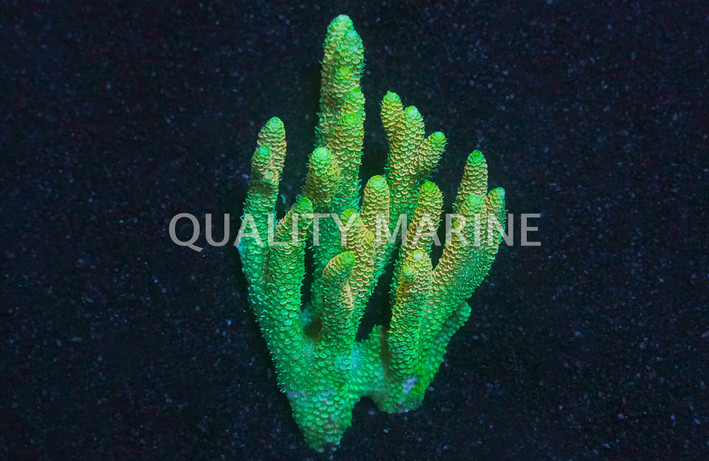 Mango Millepora, Solomon Islands :: 43474