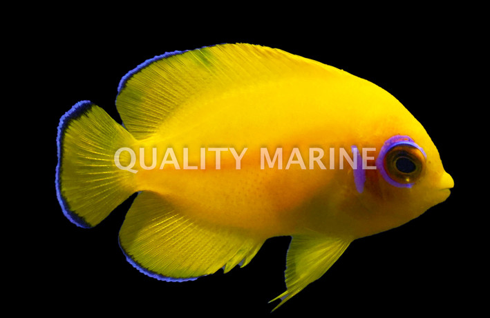 Lemon Peel Angelfish, Bali Aquarich :: 10223