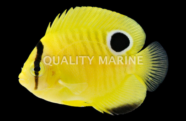 Goldflake Angelfish, Juvenile, Bali Aquarich :: 10221