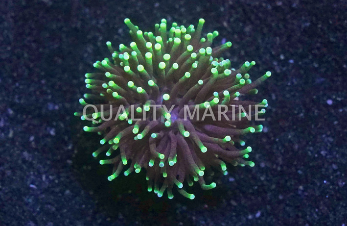 Torch, Black Tentacles w/Yellow Tips :: 15736