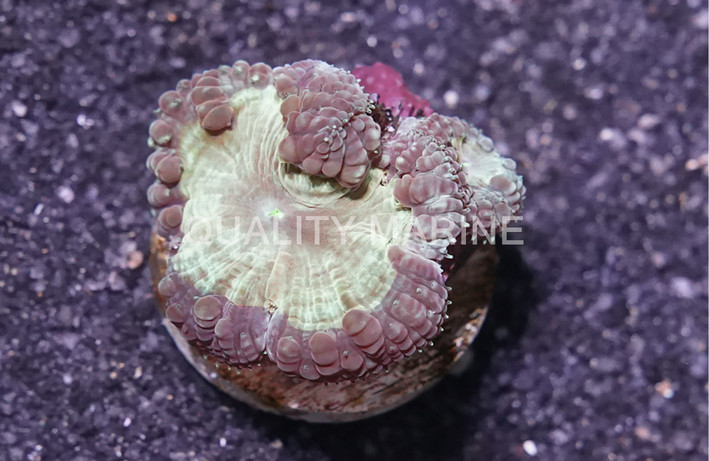 Blasto, Purple Rim w/ Green Center :: 78619