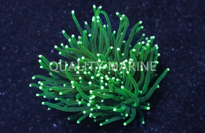 Torch, Green Metallic :: 62473