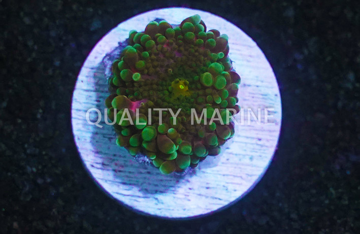 Yuma, Black and Green :: 21380