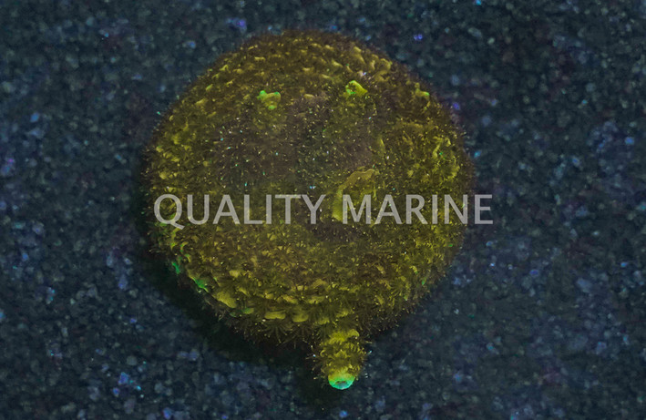 A. microclados Colored :: 28113