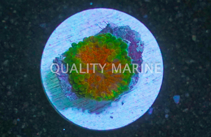 Yuma, Orange and Green :: 76877