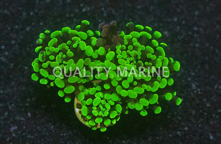 Hammer Branch Neon Green :: 37784