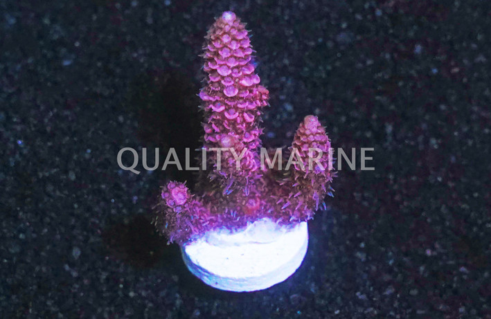 A. millepora Pink :: 14848