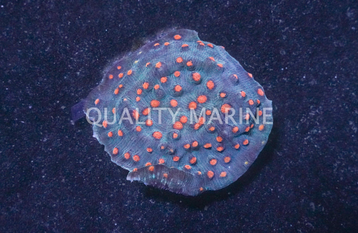 Pink Eye Blue Chalice Coral :: 92057