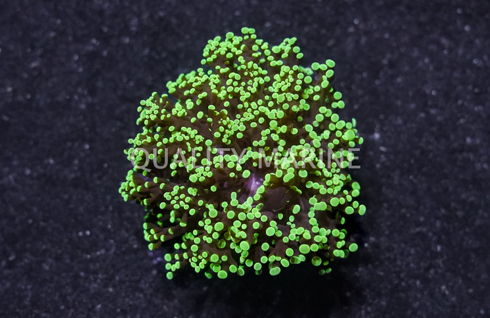 Frogspawn Green Tip :: 87780