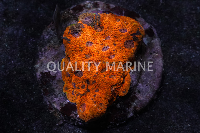 Echinata, Orange :: 69828