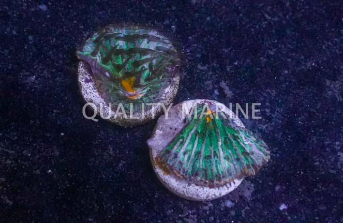 Plate Green w/Orange Rim :: 56790