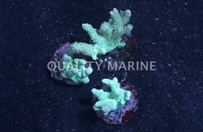 Thick Finger Green, Nano :: 51577