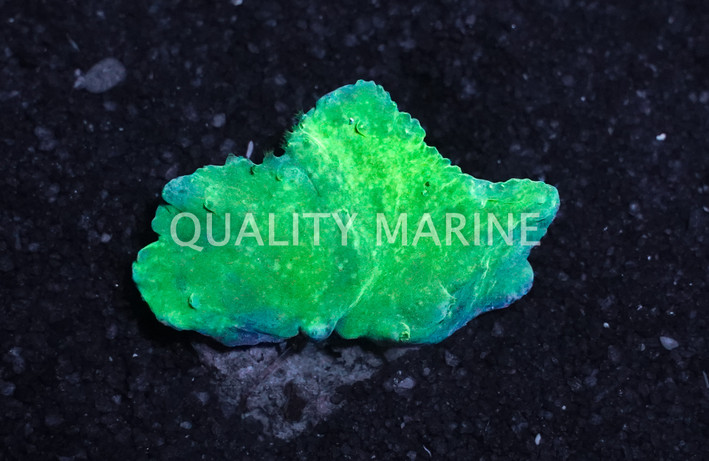 Cabbage, Green, Nano :: 51572