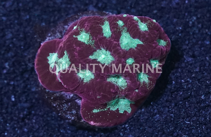 Brain Green Center w/Red Rim Frag :: 35898