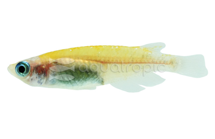 Stardust Red & White Medaka Rice Fish :: 74704