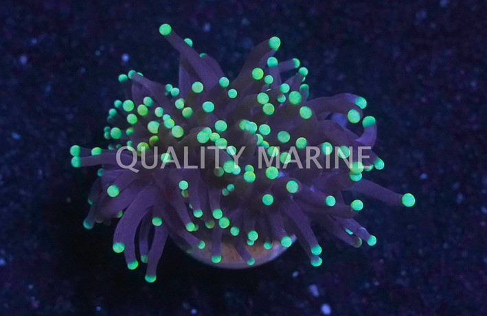 Grape Cristata, Black tentacles w/ Yellow Tips :: 29768