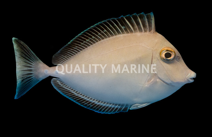 Unicorn Tang :: 31548