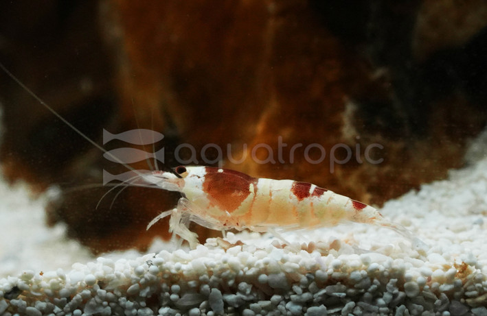 Crystal Red (PRL) Shrimp :: 44245