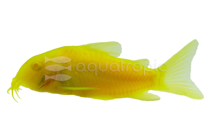Glo Celestial Yellow Cory Catfish :: 34567