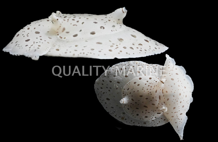 Moon-Headed Sea Hare :: 55042