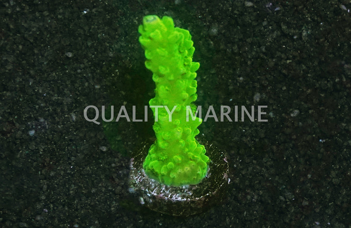 Acropora, Green Slimer :: 49570