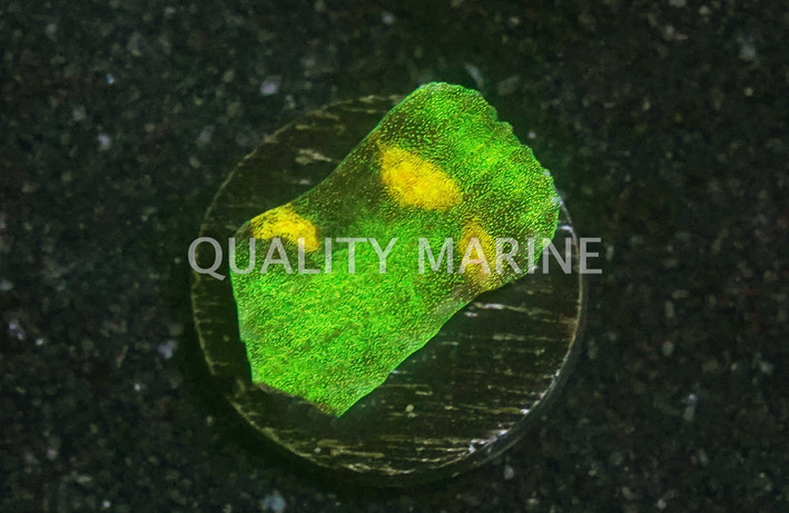 Chalice, Raja Rampage :: 92638