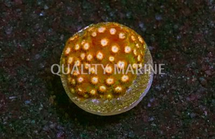 Cyphastrea, Butterscotch :: 68496