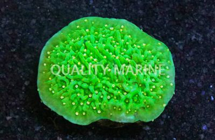 Monti, Green Eggs & Ham :: 69749