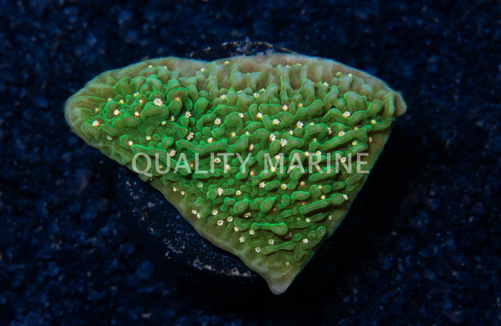 Monti, Green Eggs & Ham :: 69749