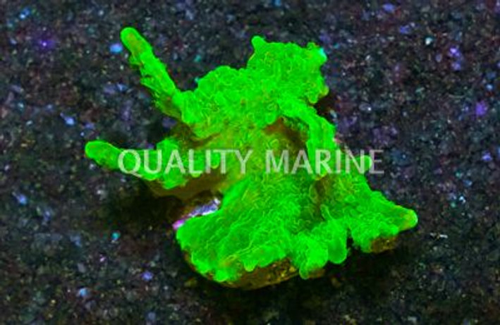 Monti, Green Hirsuta :: 69267