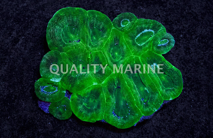 Green Bowerbanki Coral :: 52499