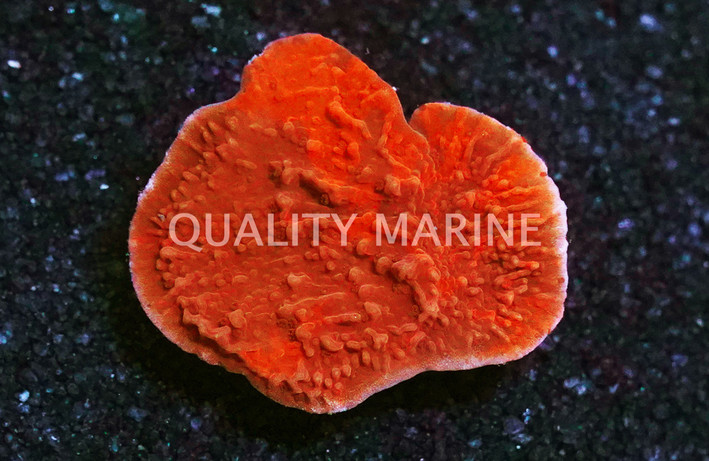 Monti, Cap Grafted Firewalker :: 48659