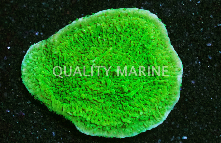 Monti, Cap Spearmint :: 65435