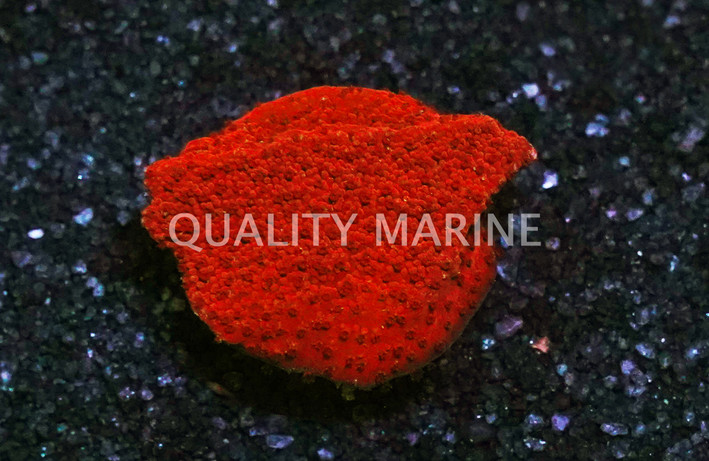 Monti, Encrusting Atomic Red :: 42589