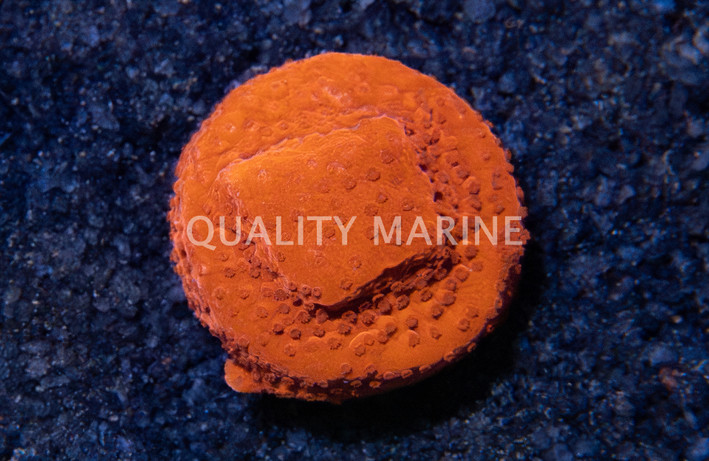 Monti, Encrusting Atomic Red :: 42589