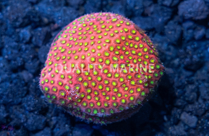 Stylocoeniella,  Electric Daisy :: 14640