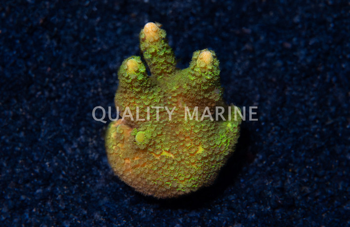 Monti, Branching Green :: 42329