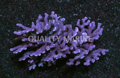 Purple Stylaster Coral :: 52088