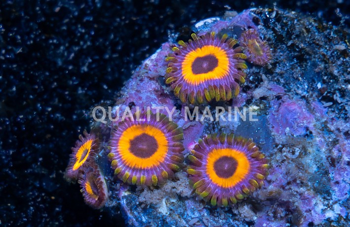 Zoa, Jungle Juice :: 20627