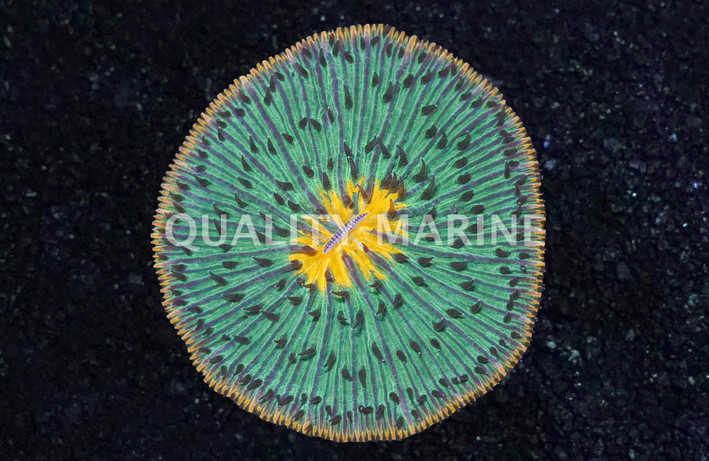 Green W/Orange Rim Plate Coral :: 25871