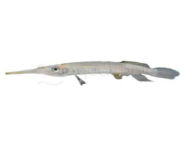 Needlefish Asian Gar :: 73773