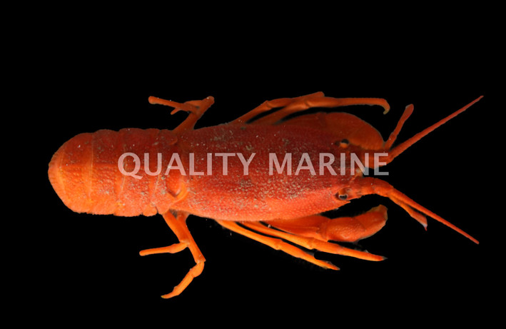 Orange Furry Lobster :: 54523