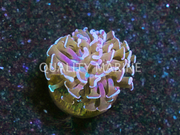 Wall Hammer, Pink :: 66988