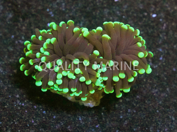 Torch, Black Tentacles w/Green Tip :: 89430