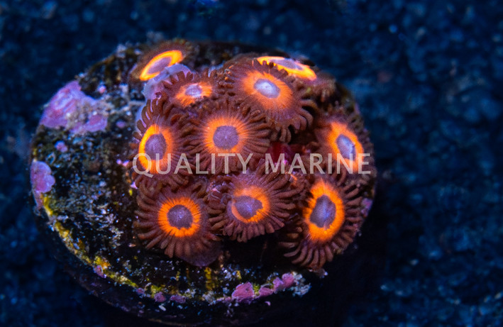 Zoa, Red Bull :: 23475