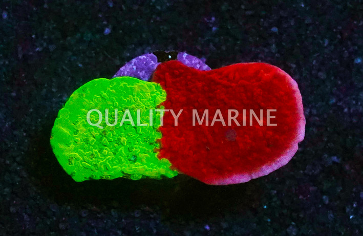 Monti, Cap Jawbreaker :: 56815