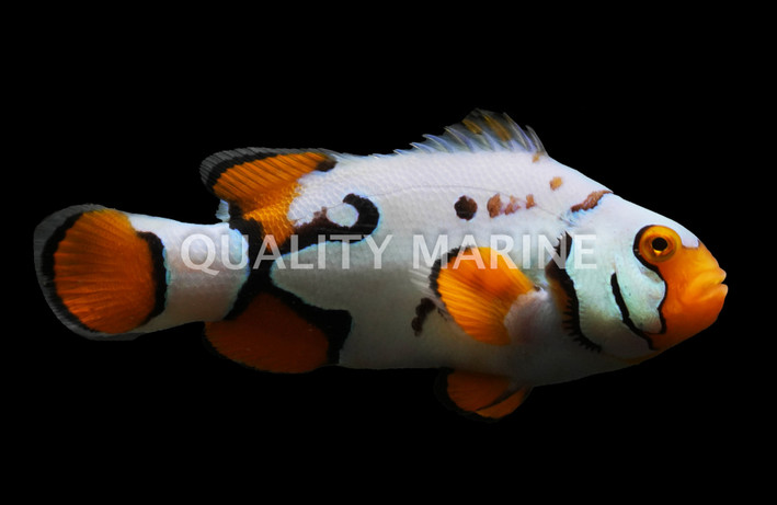 Nebula Percula Clownfish, Grade B, Bali Aquarich :: 14222