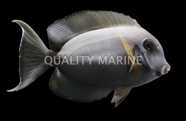 Tristis Tang, Adult  :: 31568