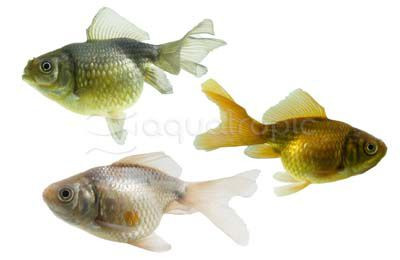 Mixed Pearlscale Goldfish :: 47493